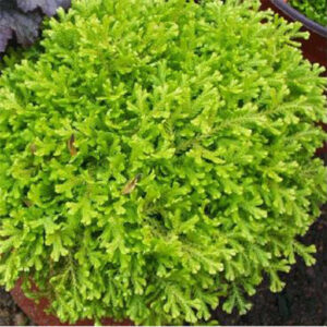 大灰蘚 Hypnum Moss (Hypnum plumaeforme)