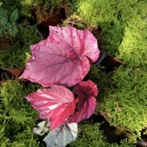 全粉色秋海棠 Begonia sp. all pink