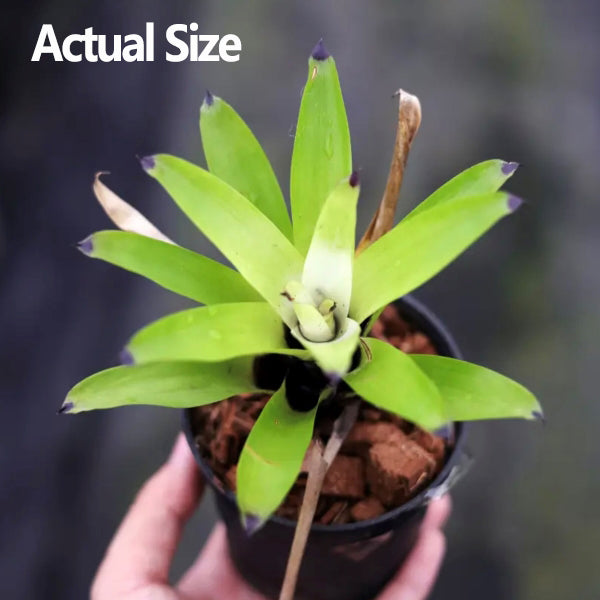積水鳳梨-白雲 VRIESEA 'White Cloud' (Bromeliad Neoregelia):圖片 4