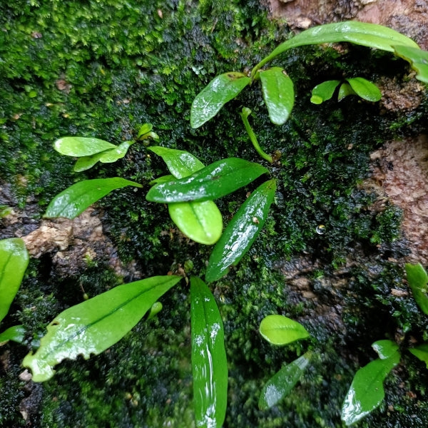 瓦韋 Lepisorus thunbergianus (Kaulf.) Ching