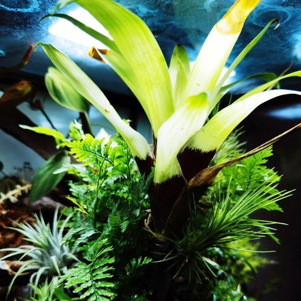 積水鳳梨-白雲 VRIESEA 'White Cloud' (Bromeliad Neoregelia):圖片 2