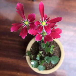 大文字草赤花 Saxifraga fortunei 'Akiba'
