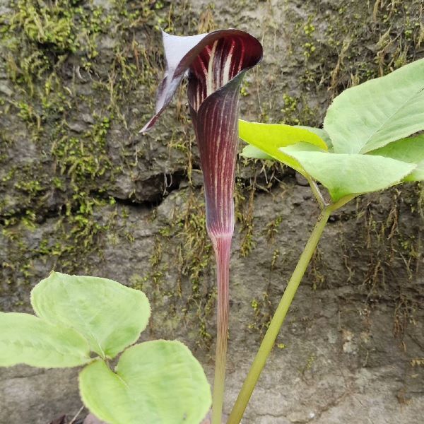 眼鏡蛇百合 Arisaema bockii