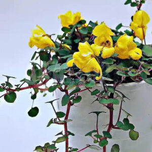 黃花蔓鳳仙 Yellow Impatiens (Impatiens repens)