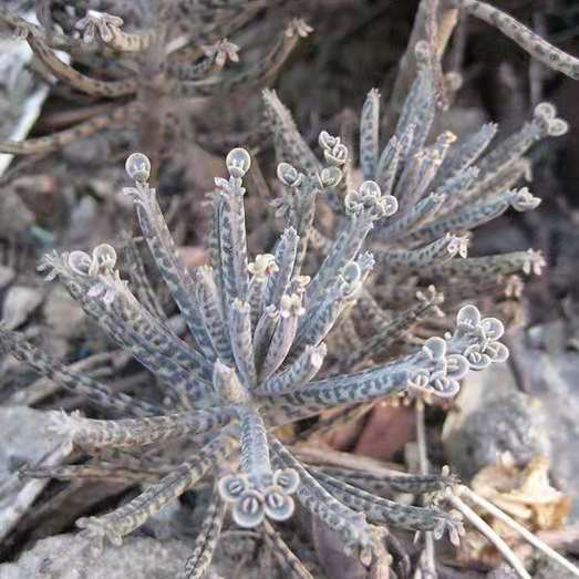 洋吊鐘/落地生根 Kalanchoe delagoensis