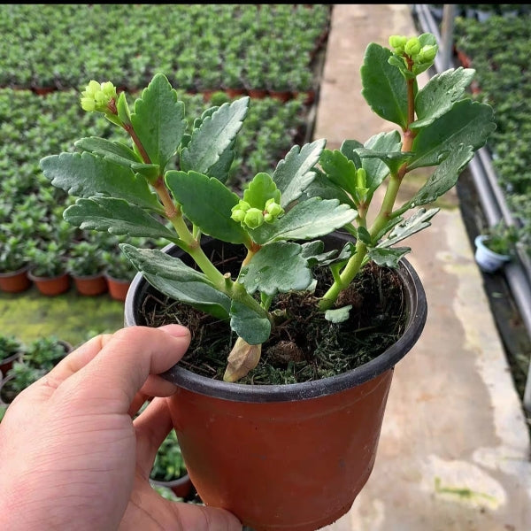 重瓣宮燈長壽花 Beach Bells (Kalanchoe manginii 'Wendy Sunny Balloon'):圖片 3