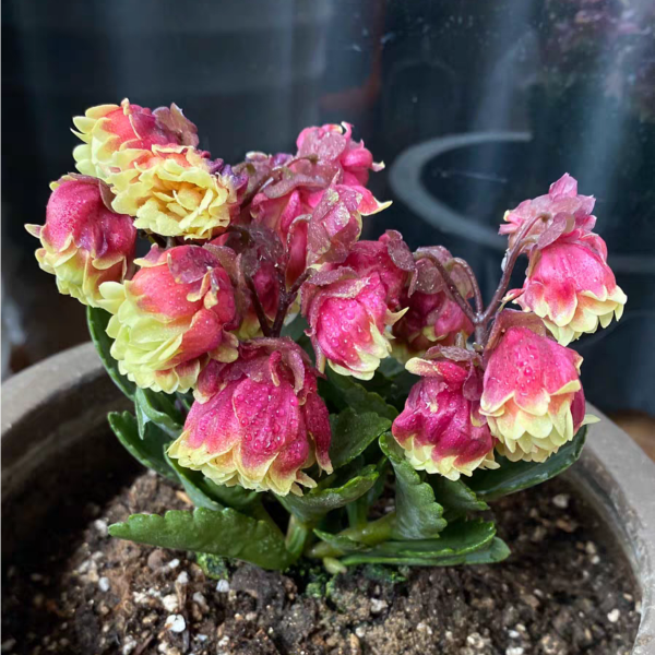 重瓣宮燈長壽花 Beach Bells (Kalanchoe manginii 'Wendy Sunny Balloon')