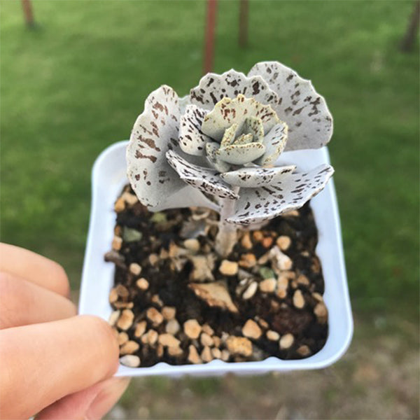扇雀 Kalanchoe rhombopilosa:圖片 2