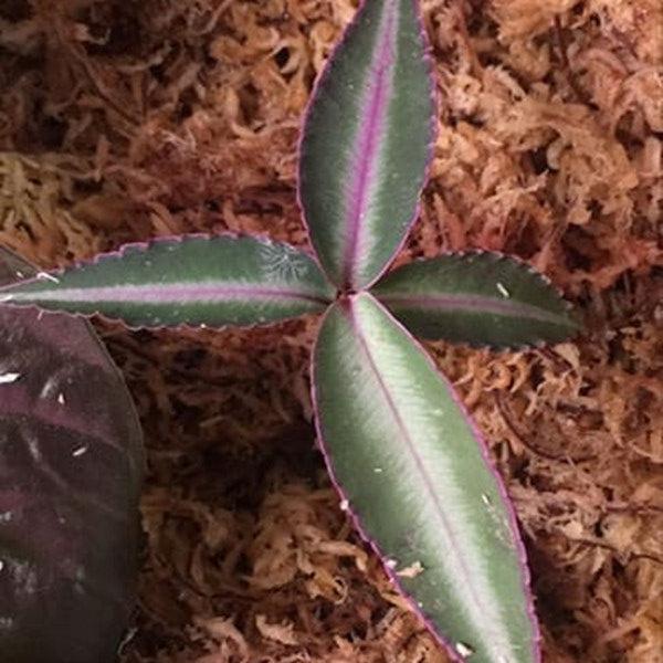 紫金牛 Pink Line sumatera (Ardisia sp)