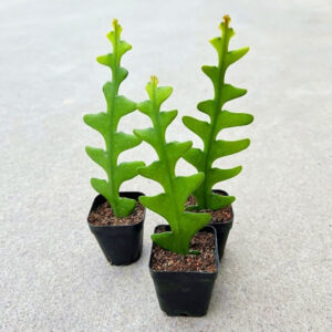 魚骨令箭 Fishbone cactus (Epiphyllum anguliger)