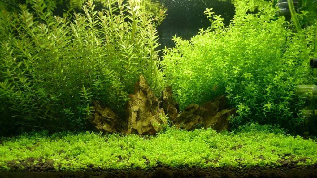 小寶塔 Limnophila sessiliflora