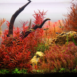 小紅梅Ludwigia arcuata