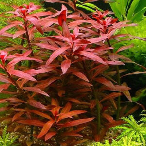 大紅葉