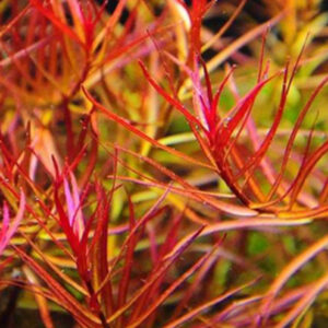 大紅梅