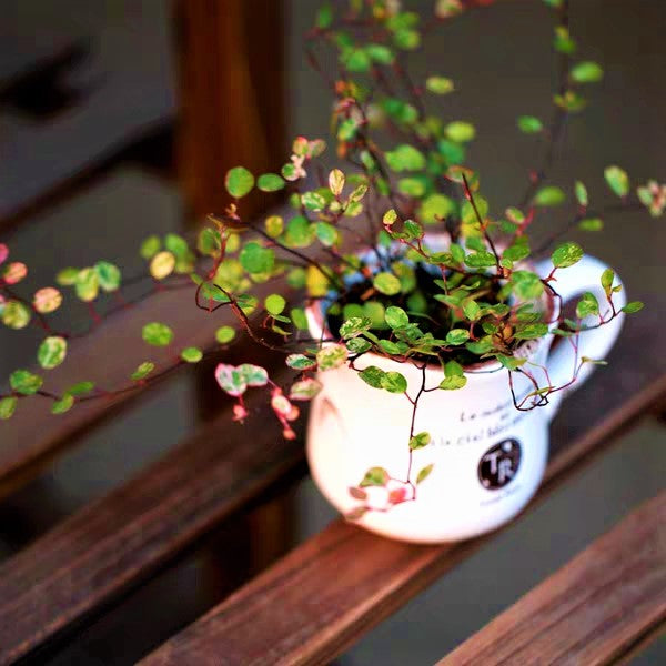 千葉蘭 Maidenhair Vine (Muehlenbeckia complexa 'Spotlight')