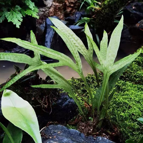 有翅星蕨 Microsorum pteropus (Blume) Copel.