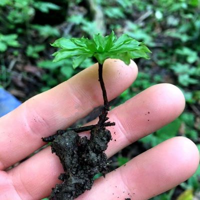暖地大葉蘚 Umbrella Moss (Rhodobryum giganteum):圖片 2