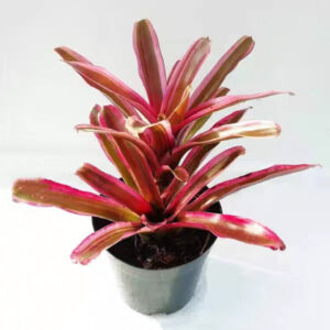 五彩鳳梨屬 Bromeliad (Neoregelia 'Pink Powder')