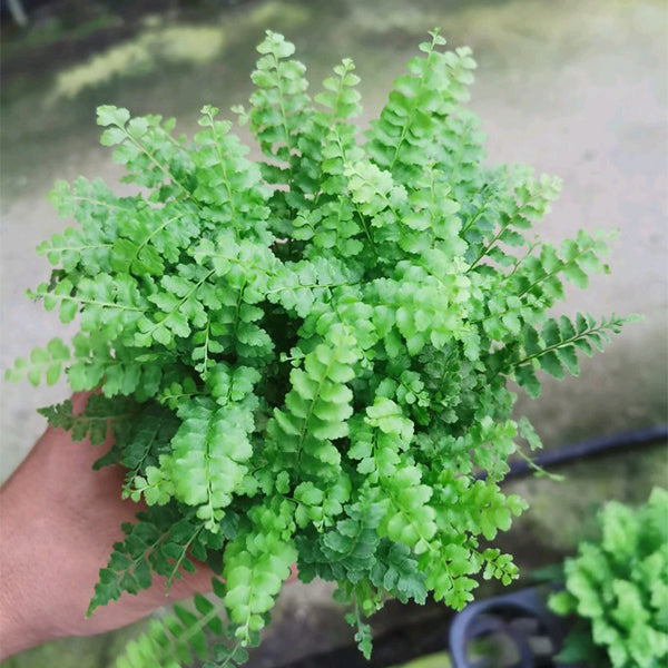 波士頓腎蕨 Nephrolepis exaltata：圖片 2