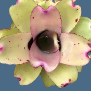 五彩鳳梨屬 Ninja pink (Bromeliad neoregelia)