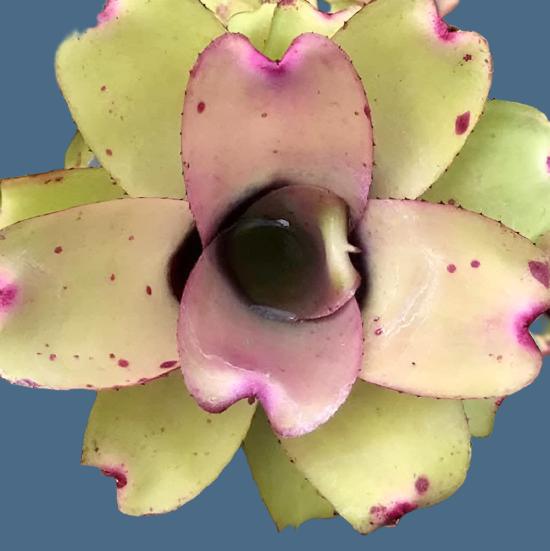 五彩鳳梨屬 Ninja pink (Bromeliad neoregelia)