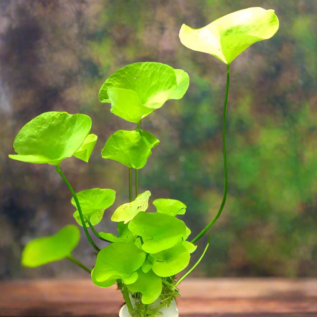 丹麥大香菇 Nymphoides hydrophylla 'Taiwan'