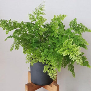 飛雪鐵線蕨 Adiantum capillus-veneris L.