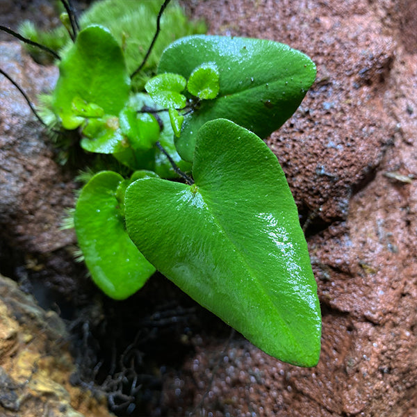 澤瀉蕨 Parahemionitis cordata:圖片 2