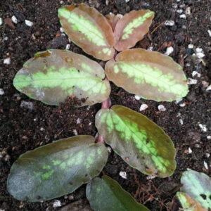 吐煙花 Watermelon Vine (Pellionia repens)
