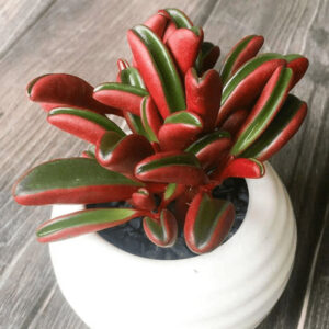 紅背椒草 Peperomia graveolens