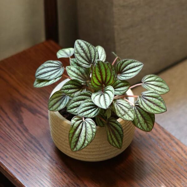 孔雀椒草 Peperomia 'Piccolo Banda' (10-15cm):圖片 2