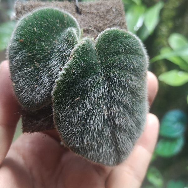 石蝴蝶苦苣苔 Petrocosmea sp.：圖片 2