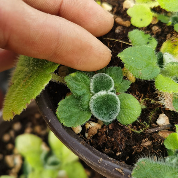 石蝴蝶苦苣苔 Petrocosmea sp.：圖片 4