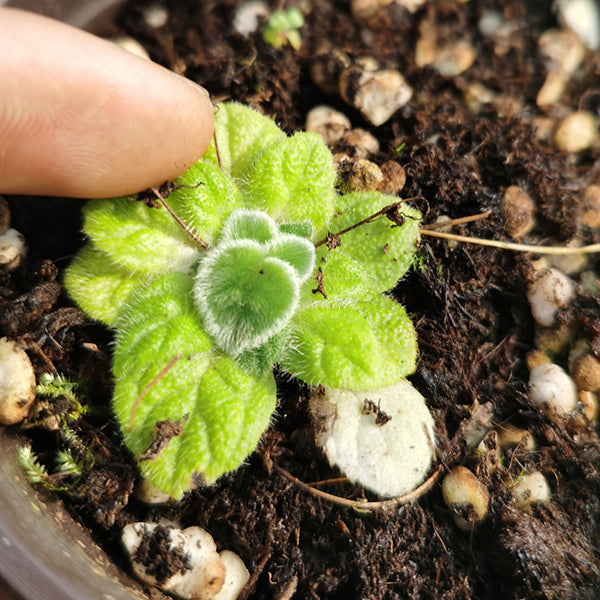 石蝴蝶苦苣苔 Petrocosmea sp.：圖片 3