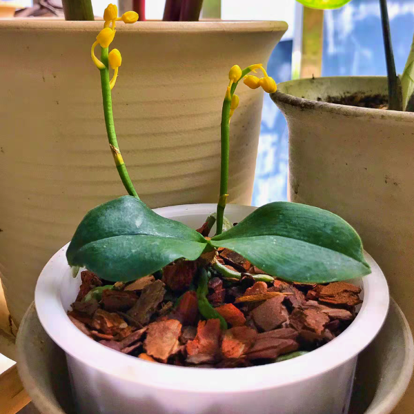 洛比蝴蝶蘭 Moth Orchid (Phalaenopsis lobbii)：圖片 3