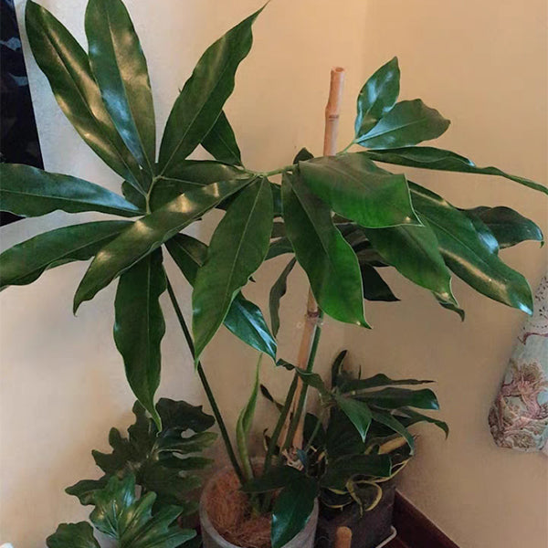 鵝掌蔓綠絨 Philodendron goeldii