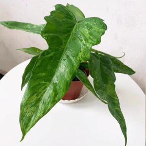 金龍蔓綠絨 Philodendron Golden Dragon