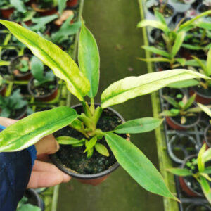 大理石蔓綠絨（Philodendron ‘Marble’）