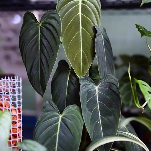 黑金蔓綠绒 Black Gold Philodendron (Philodendron Melanochrysum)