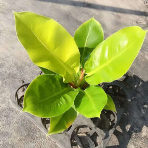 斑葉月光蔓綠絨 Philodendron 'Moonlight' (Philodendron hybrid)
