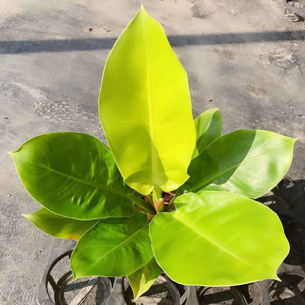 斑葉月光蔓綠絨 Philodendron 'Moonlight' (Philodendron hybrid)：圖片 3