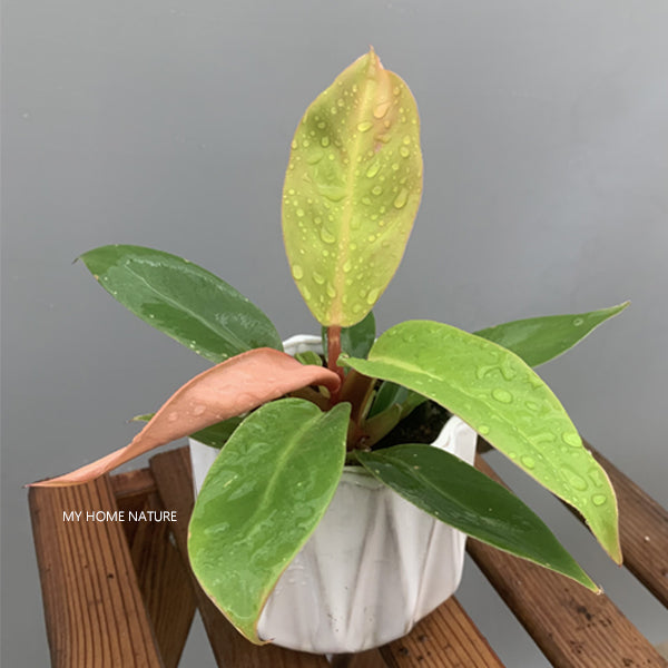 橙王子蔓綠絨 Philodendron 'Prince of Orange':圖片 2