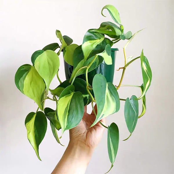 杏葉蔓綠絨, 心葉蔓綠絨 Philodendron scandens 'Brazil'：圖片 3
