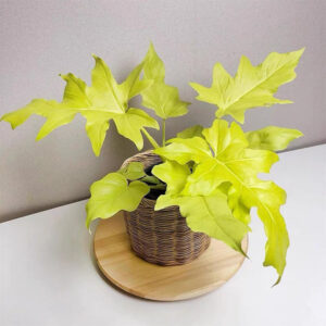 黃金春羽瓦薩維奇蔓綠絨 Philodendron warscewiczii 'Aurea flavum'