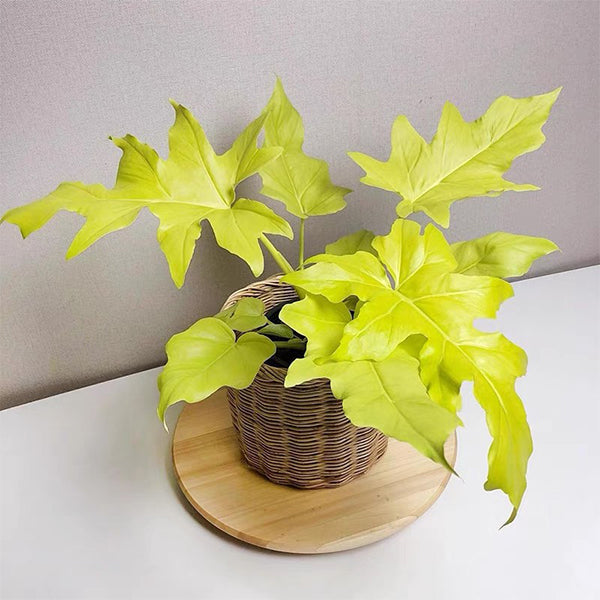 黃金春羽瓦薩維奇蔓綠絨 Philodendron warscewiczii 'Aurea flavum'