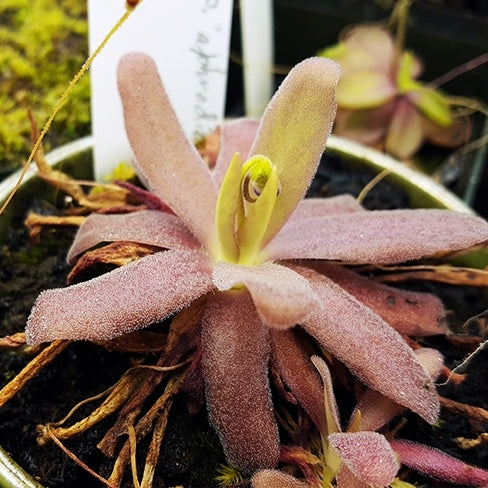 阿芙蘿狄蒂捕蟲堇 Pinguicula 'Aphrodite'