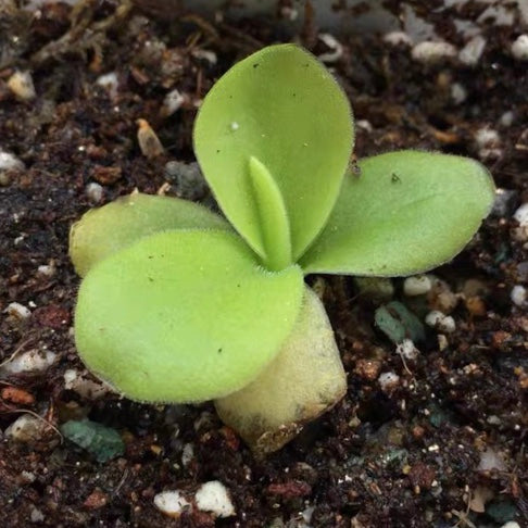 巨大捕蟲堇 Pinguicula gigantea：圖片 2