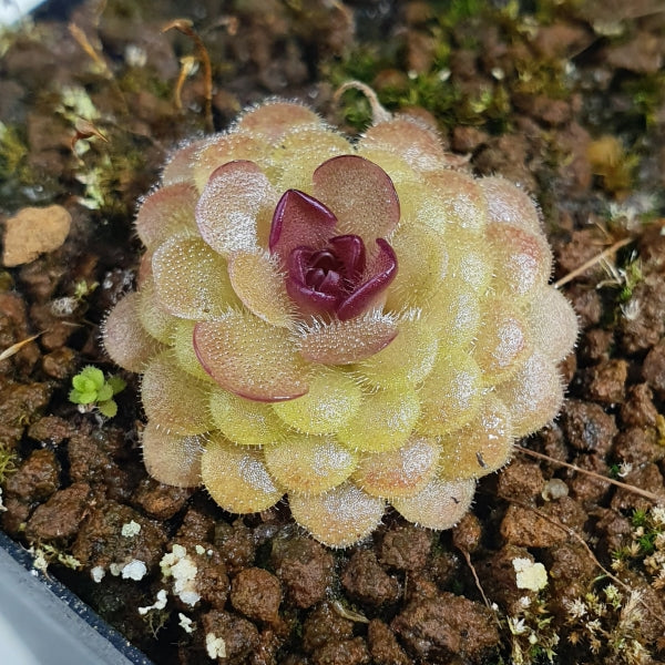 漢卡捕蟲堇 Pinguicula 'Hanka'：圖片 3