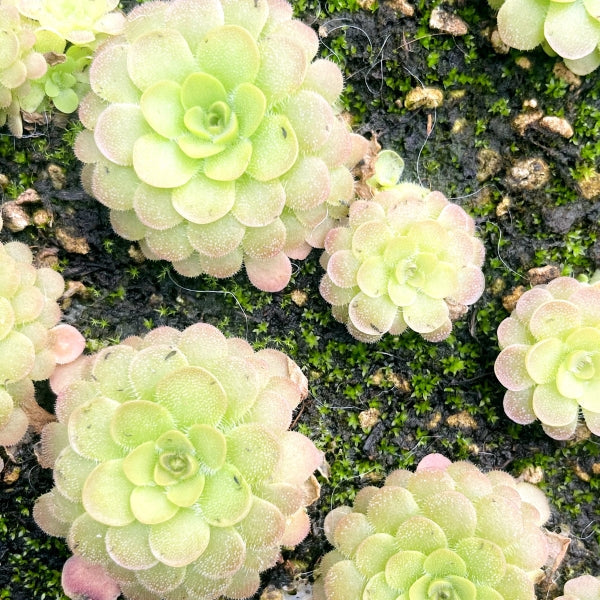 漢卡捕蟲堇 Pinguicula 'Hanka':圖片 4
