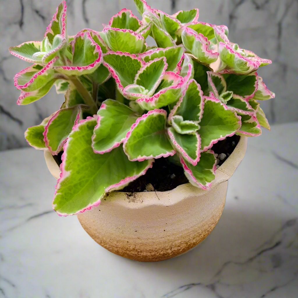 香妃草 Swedish Ivy (Plectranthus coleoides .Var)